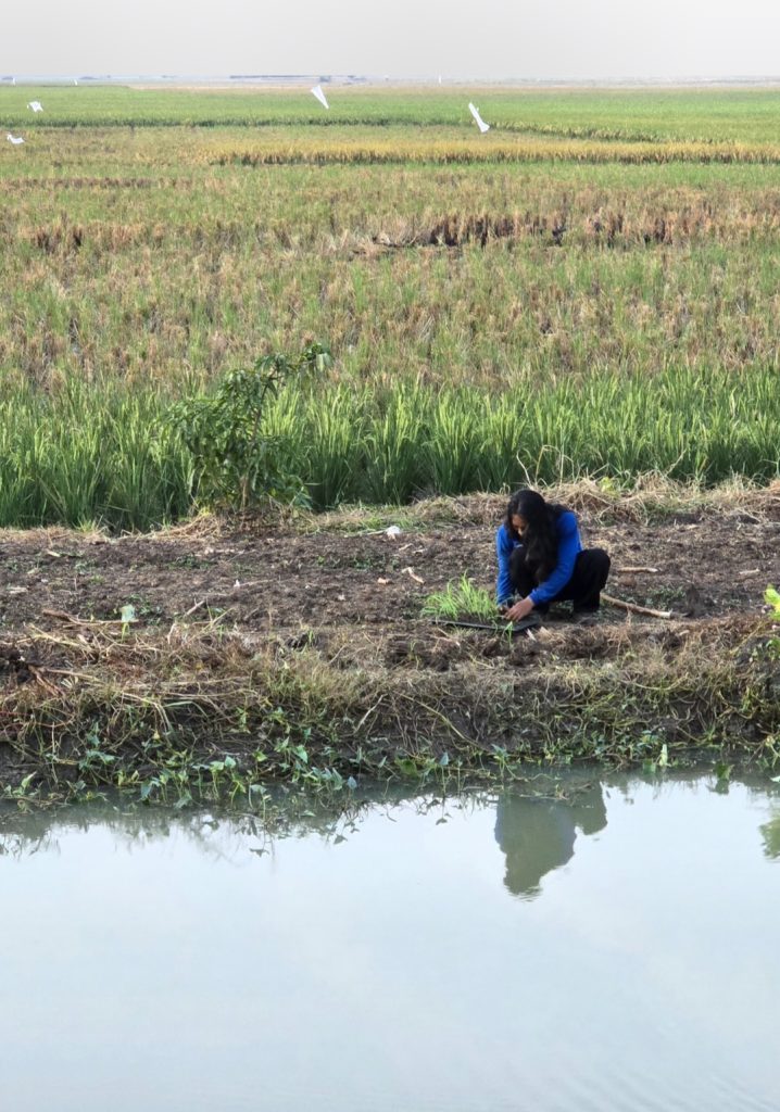 Kembangkan budidaya sorgum dikonservasi kali butek