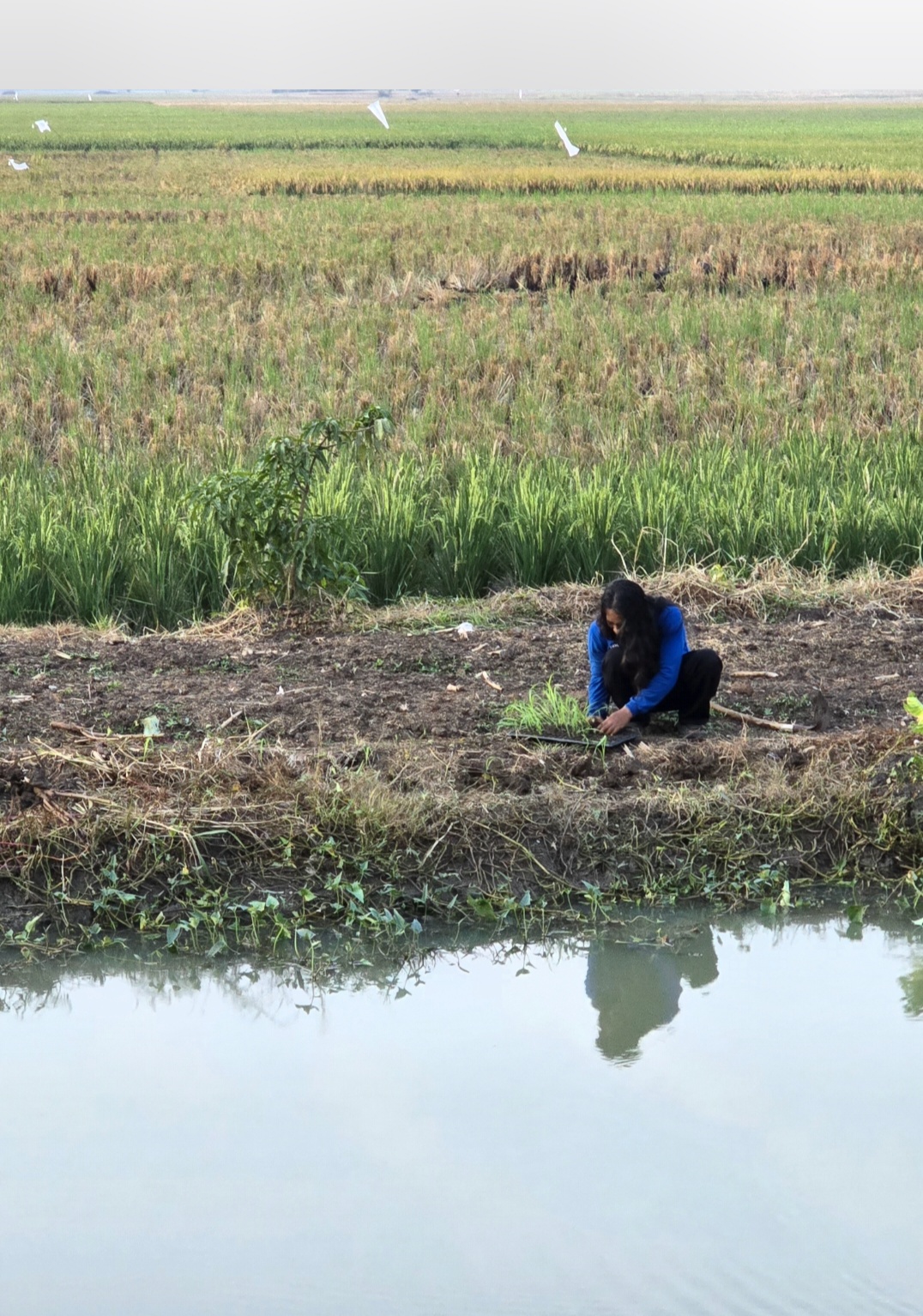 Kembangkan budidaya sorgum dikonservasi kali butek